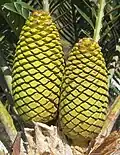 Cones