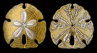 Encope emarginata (aboral and oral faces) drawn by Ernst Haeckel (1904).