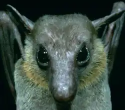 Gray bat head