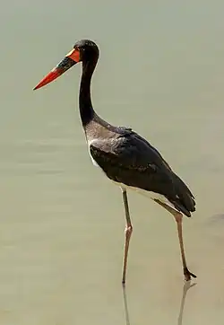 black stork