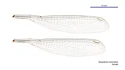 Female wings