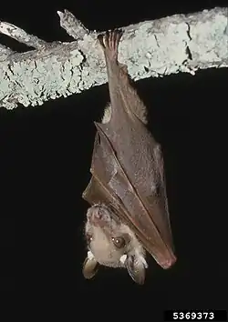 Brown bat