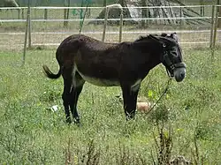 Equus_africanus_asinus.001_-_Arteixo