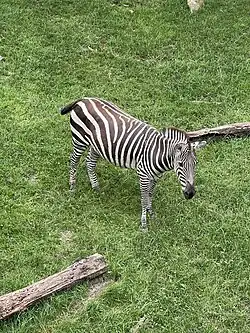 Grant's zebra (Equus quagga boehmi)
