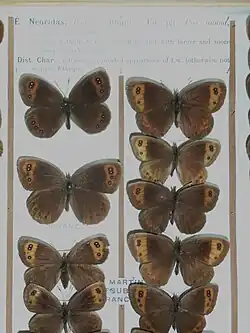 Erebia neoridas