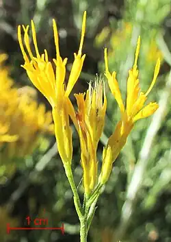 Discoid (having only disk flowers) flower heads of Ericameria nauseosa (rubber rabbitbrush)