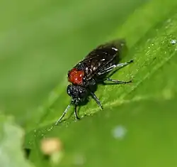 Alder sawfly, Eriocampa ovata