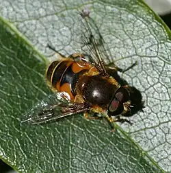 Eristalis horticola male