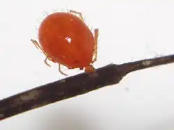 Larva on harvestman leg, New Zealand
