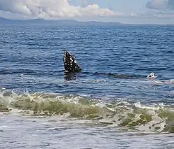 Gray whale cavorting