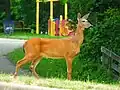 Southern playground with whitetail deer in the foreground