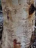 Scribbly Gum (Eucalyptus haemastoma) trunk