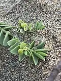 Cup-like leaves capturing sand grains on seaside sand dunes in Isabela, Puerto Rico