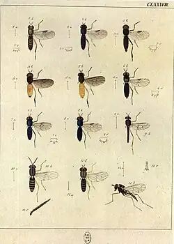 Systematische Beschreibung Taf CLXVIII