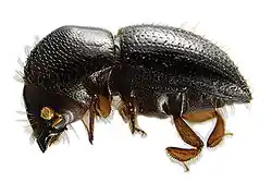 Euwallacea interjectus