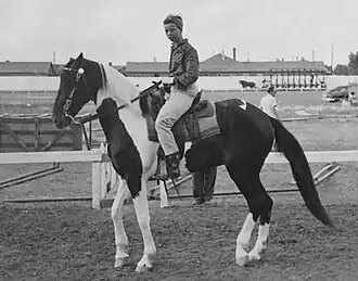 Pony horses, or track horses are used by trainers and exercise riders to escort racehorses to and from the track.