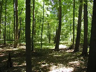A path through several green trees in dappled sunlight