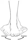 Example showing inversion and eversion of the foot
