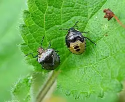 Adult with final instar nymph