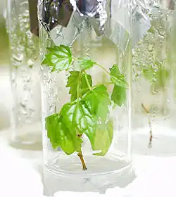 Image 2In vitro-culture of Vitis (grapevine), Geisenheim Grape Breeding Institute (from Plant breeding)