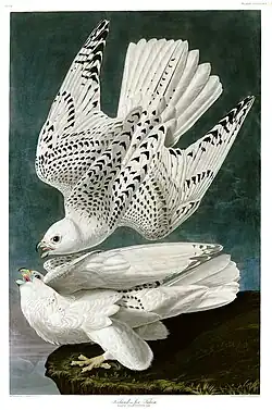 Painting of a pair of white gyrfalcons by John James Audubon