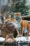 Tiger family