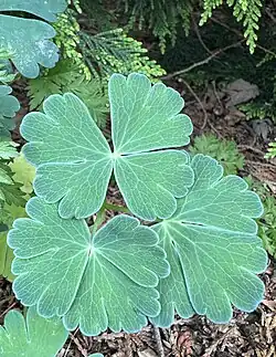 Fanning foliage of Aquilegia flabellata