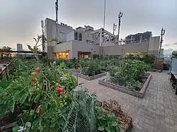 Rows of different plants are placed in their own section of part of a rooftop. There are multiple levels of these flourishing crops. You can see the city skyline around the sides and the back of the building in focus.