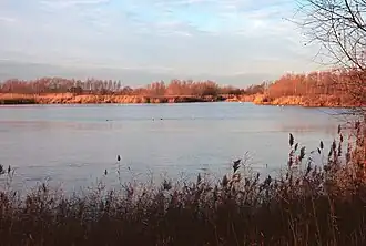 A lake surrounded by reeds