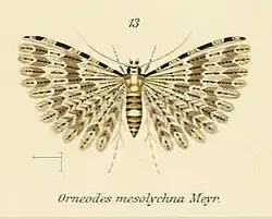 Alucita mesolychna