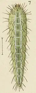 Larva