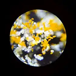 Pollen of Lilium bulbiferum on an insect's hair