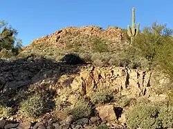 Flora in Silly Mountain, Arizona.