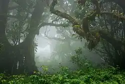 Foggy Fanal forest in Seixal