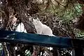 An all-white cat on an elevated black wooden beam