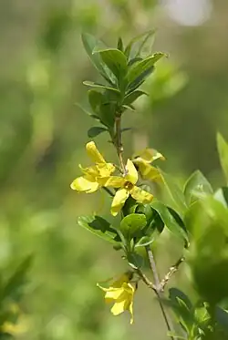 Flowering, April, Tokyo