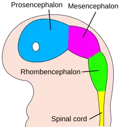 The embryo's brain at four weeks