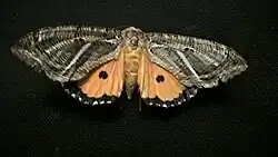 Eudocima materna in Durban, South Africa