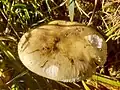 Birch Brittlegill, Russula betularum (yellow form)