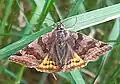 Burnet Companion moth, Euclidia glyphica, in Anthill Meadow