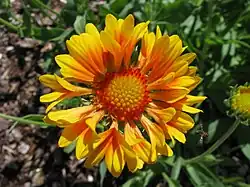 Gaillardia × grandiflora 'Oranges and Lemons'