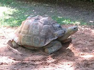 Cerro the zoo's Galápagos tortoise
