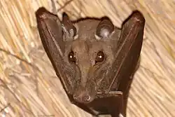 Brown bat