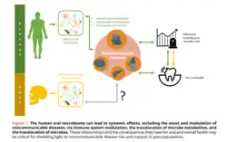 Graphic Showing Systemic Effects of Human Oral Microbiome