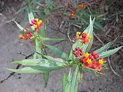 Asclepias curassavica