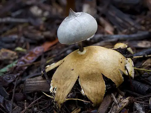 The earthstar Geastrum pectinatum showing a beaked peristome