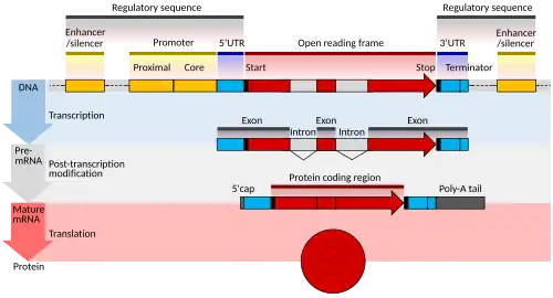 Diagram of the structure of a eukaryotic protein-coding gene, showing regulatory regions, introns, and coding regions. Four stages are shown: DNA, initial mRNA product, mature mRNA, and protein.