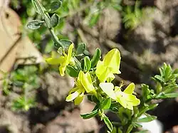 Genista pilosa