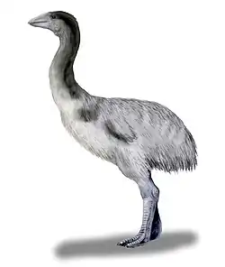 Genyornis restoration