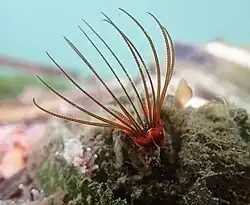 Balanus nubilus with cirri extended